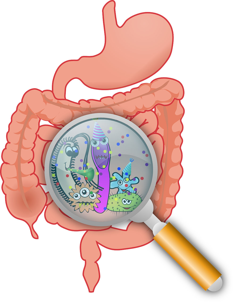 bactéries intestinales santé